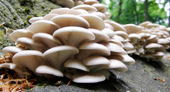 FAYDALI MANTAR İLAÇ VE GÜBRE GİDERİNİ AZALTACAK