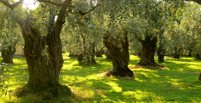 ZEYTİNLİK KATLİAMINA DANIŞTAY ENGELİ