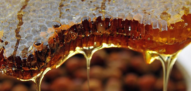 TÜRK BALI AVRUPA YOLCUSU