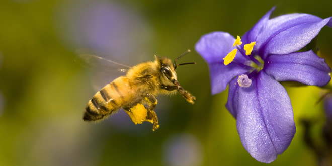 37 MİLYON ARININ ÖLÜM NEDENİ BELLİ OLDU