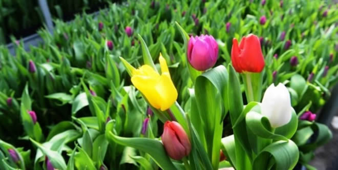 ADANA DAN HOLLANDA YA İHRACAT YOLCULUĞU