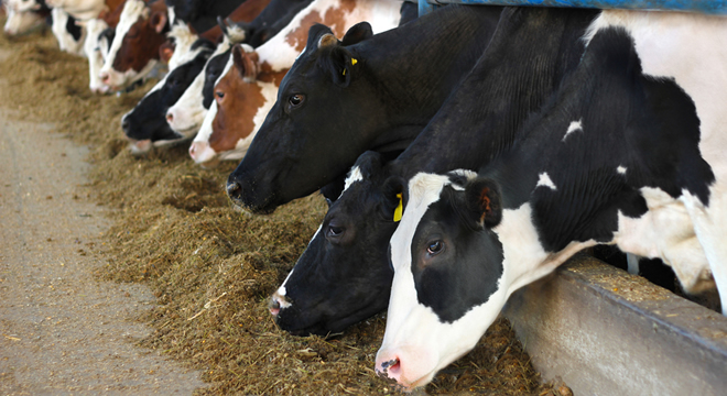 BÜYÜKBAŞ HAYVAN SAYISI BİR YILDA 700 BİN AZALDI