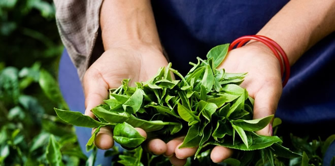 ÇAY ÜRETİCİLERİNE DESTEKLEME MÜJDESİ