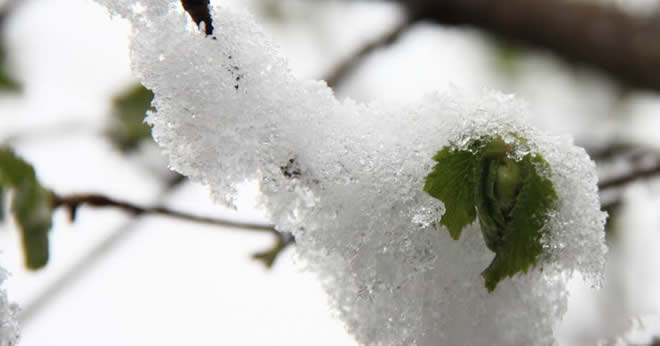 FINDIKTA ZİRAİ DONA KARŞI ALINACAK ÖNLEMLER