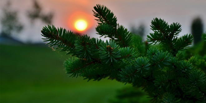 ÇAM YAPRAKLARI ORMAN KÖYLÜSÜNE PARA KAZANDIRACAK