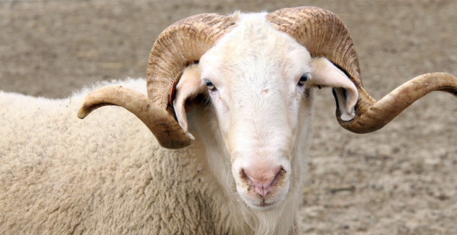 TÜRKİYE DE İLK KEZ KOYUN VE KEÇİLERE MİKROÇİP TAKILACAK