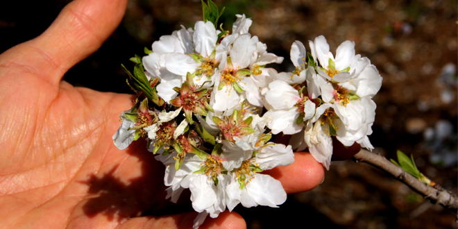 AĞAÇLAR ERKEN ÇİÇEK AÇTI ÇİFTÇİLER ENDİŞELİ