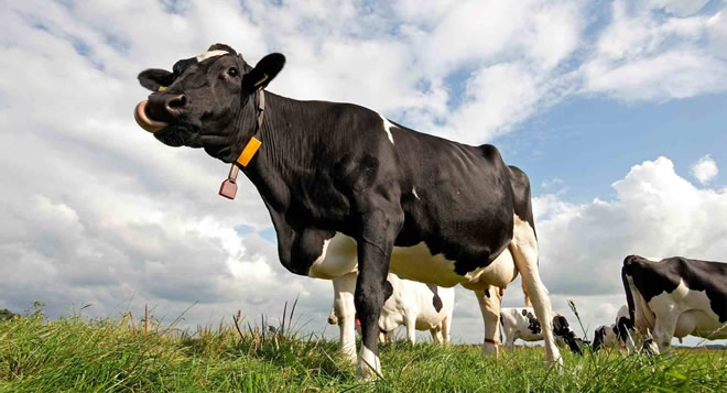 SÜT İNEKLERİNİN KURTULUŞU DESTEKLEMEDE