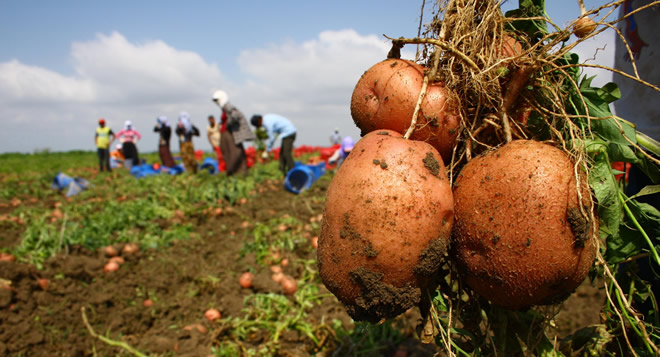 PATATES ÜRETİCİLERİNİN SORUNLARINA ÇÖZÜM MÜJDESİ