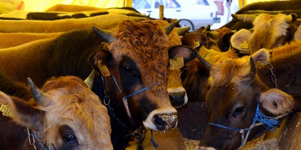 YERLİ SIĞIR FİYATLARI BİR ÖNCEKİ YILA GÖRE ARTIŞ GÖSTERDİ