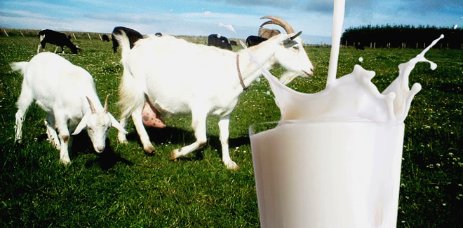 KOYUN VE KEÇİ SÜTÜ İHRACATININ ÖNÜNÜ AÇACAK PROJE GELİYOR