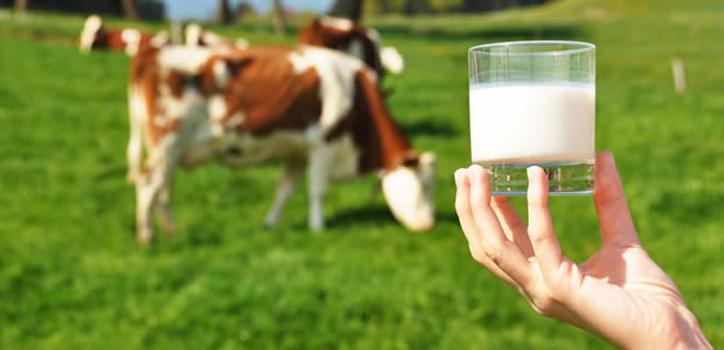 SÜT ÜRETİCİLERİNİN İSYANI BÜYÜYOR