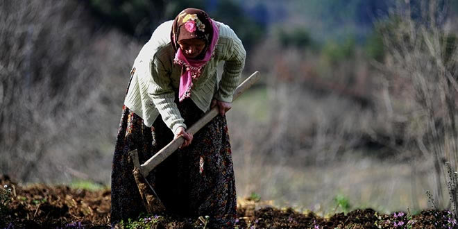 TARIM SEKTÖRÜNDE KADINLAR ERKEKLERDEN YÜZDE 22 DAHA AZ KAZANIYOR