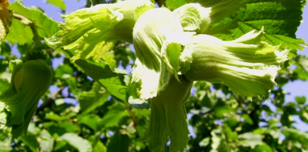 FINDIKTA İLAÇLAMA NE ZAMAN YAPILMALI