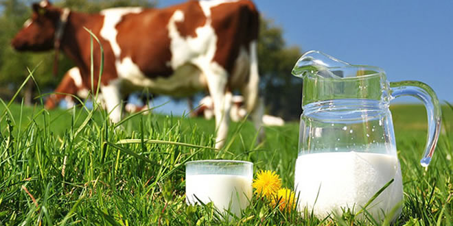 SÜT ÜRETİMİ TEHLİKEYE GİREBİLİR