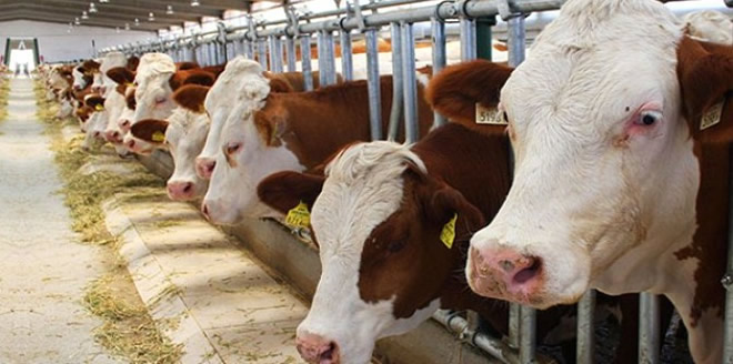 ESK YA CANLI HAYVAN İTHALAT YETKİSİ VERİLECEK