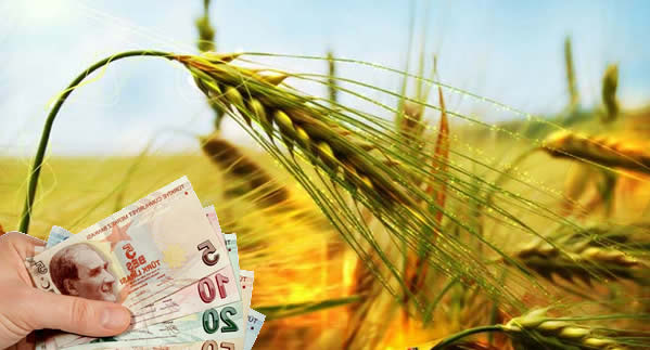 YEM BİTKİSİ DESTEKLEMELERİNDE ÖNEMLİ DUYURU