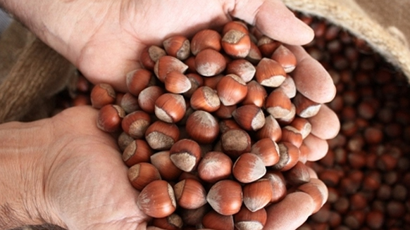 FINDIK FİYATLARINDA RÜZGAR TERSİNE DÖNDÜ