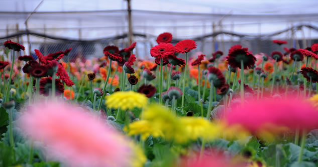 ÇUKUROVA DAN HOLLANDA YA ÇİÇEK İHRAÇ EDİLİYOR