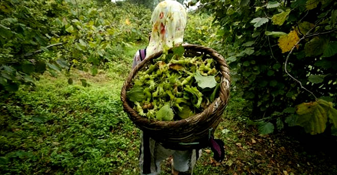 FINDIK ÜRETİCİSİ DÜŞEN FİYATLARDAN ŞİKAYETÇİ