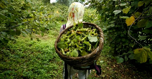 FINDIK FİYATLARINA TMO DAN MÜDAHALE BEKLENİYOR