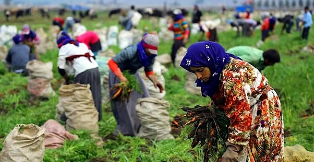 MEVSİMLİK İŞÇİ SORUNUNA TARIM İŞÇİSİ STATÜSÜ ÖNERİSİ