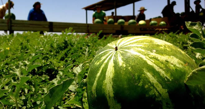 KARPUZ ÜRETİCİSİ İTHALATIN DURDURULMASINI İSTİYOR