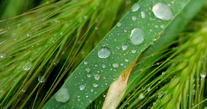 YAĞMURLAR EDİRNE DEKİ VİRÜS ZARARLARINI TELAFİ EDECEK