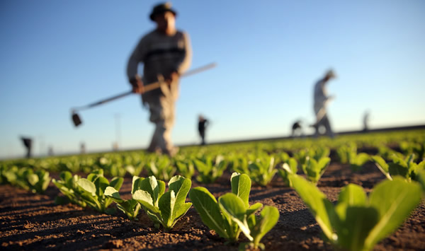TARIM KREDİ FİYATI DÜŞEN ÜRÜNLER İÇİN HAREKETE GEÇTİ