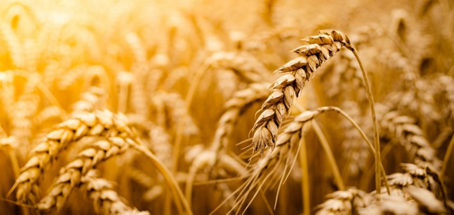 BUĞDAY ÜRETİMİNDE DÜŞÜŞ BEKLENİYOR