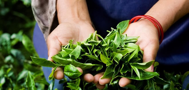 ÇAYKUR ÇAY ALIMINA HAZIR