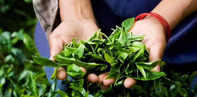 ÇAY BİTKİSİNE AİT İLK ULUSAL GEN HAVUZU KURULUYOR