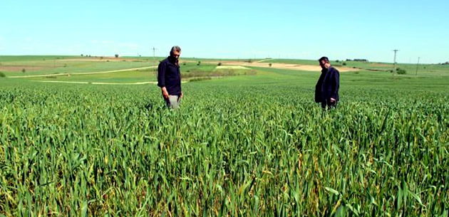 EDİRNE DE BUĞDAY TARLALARINDA VİRÜS ALARMI