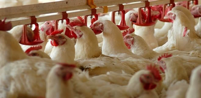 KANATLI HAYVANCILIK SEKTÖRÜ İHRACAT KRİZİ YAŞIYOR