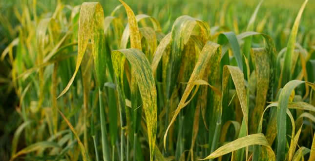 GİZEMLİ HASTALIK ÇİFTÇİLERİ ENDİŞELENDİRİYOR