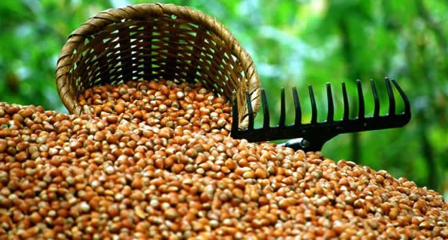 EMANETE VERİLEN FINDIKLAR EKONOMİYE ZARAR VERİYOR