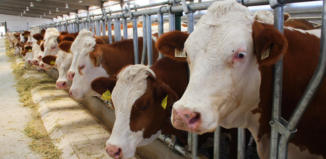 HAYVANCILIKTA YENİ KRİZ KAPIDA