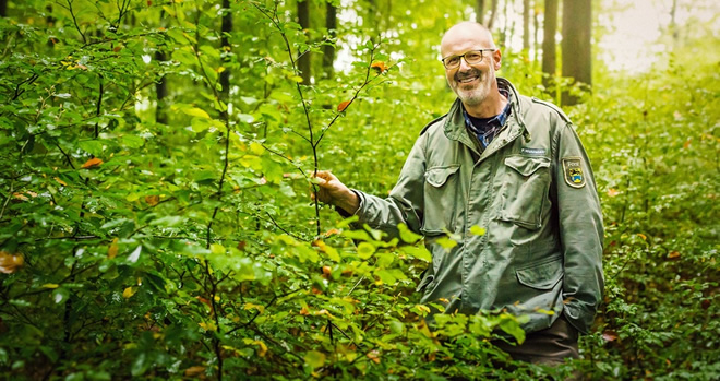 Alman Korucu Ağaçların da Sosyal Bir Ağı Olduğunu Keşfetti