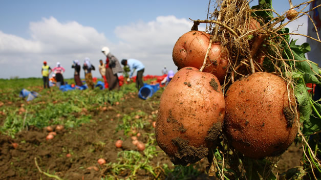 GEÇEN YIL 5 LİRA OLAN FİYATLAR 38 KURUŞA DÜŞTÜ