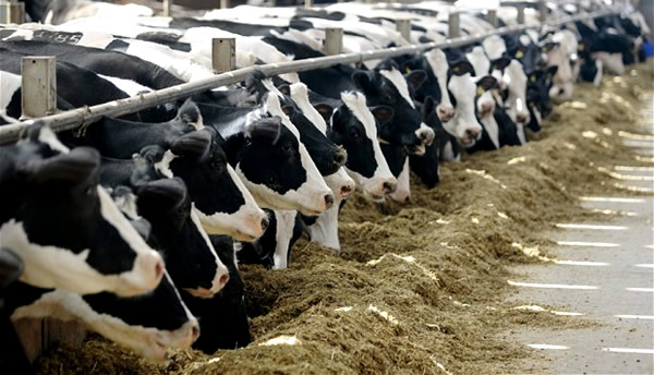 SÜT SIĞIRCILIĞI YAPANLARA MÜJDELİ HABER