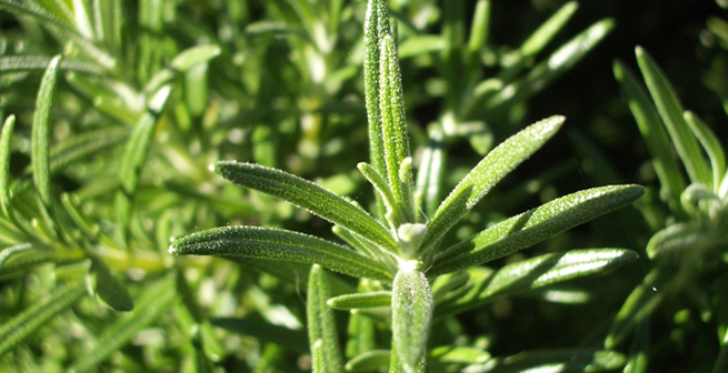 Uzun Yaşamın Sırrı Bu Bitkide Mi