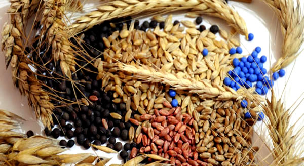 TOHUMCULUKTA DIŞA BAĞIMLILIK AZALDI