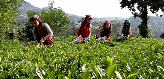 YAŞ ÇAY ALIMLARI BAŞLIYOR