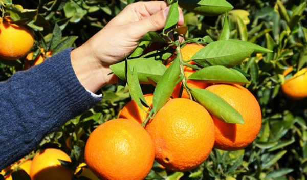 FİNİKE PORTAKALI DALINDA KALDI