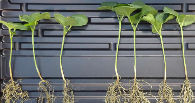 Bitkiler İçin Geliştirilen Probiyotikler Dünyayı Beslemeye Yardımcı Oluyor