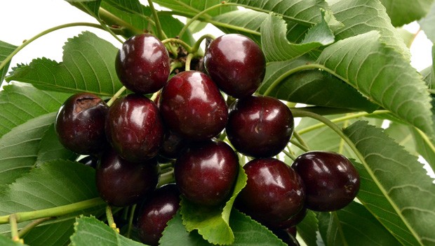 KİRAZ REKOLTESİNE YAĞMUR DARBESİ