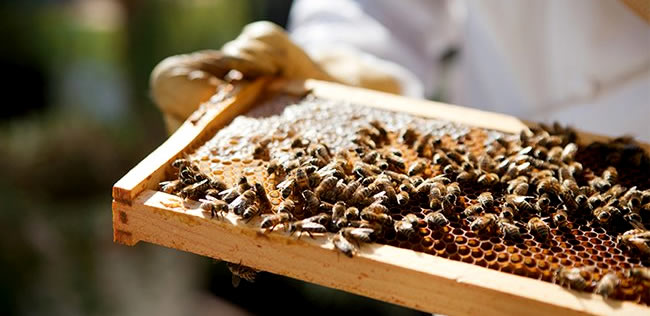 ARILAR KURAKLIK STRESİ NE GİRDİ