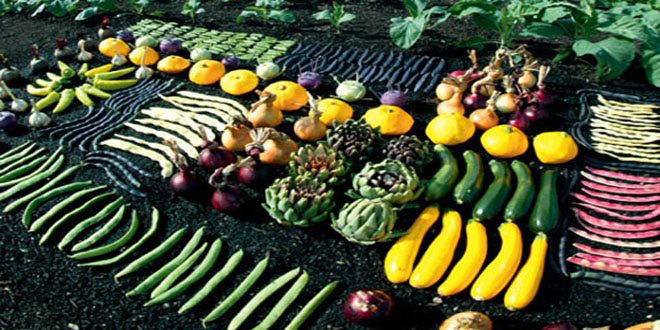 BİTKİSEL ÜRETİMDE ARTIŞ BEKLENİYOR