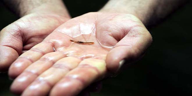 İLK KEZ YETİŞTİRİLİYOR TUTARSA EKONOMİK DEĞERİ