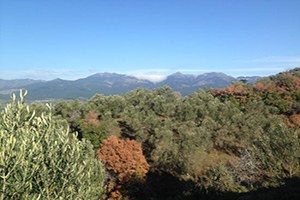 Ahtapot Kazdağları nı sardı